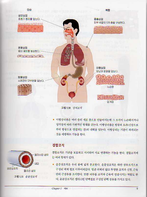 홀리스틱테라피스트를 위한 해부 생리학