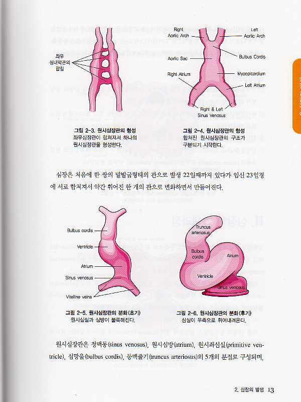 태아심초음파