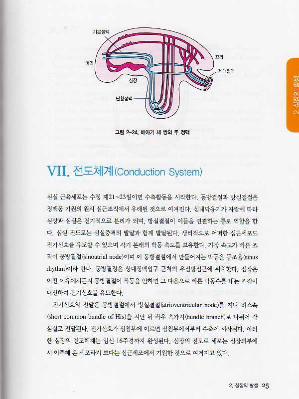 태아심초음파