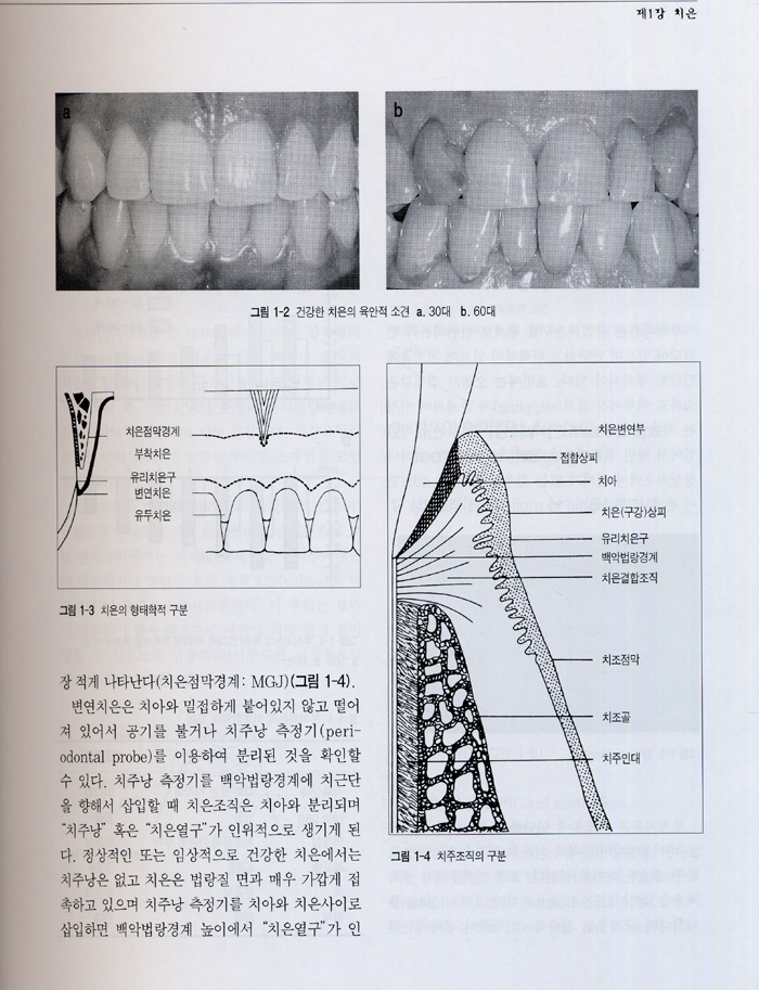 기초 및 임상치주과학