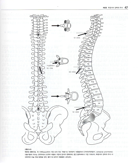 쉽게 배우는 척추주사요법
