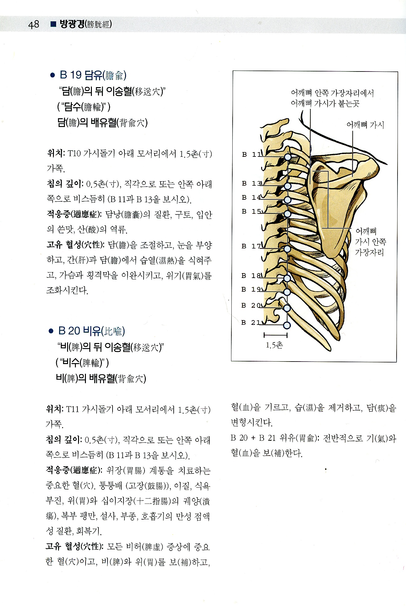 Color Atlas of Acupuncture 체침 이침 통증유발점