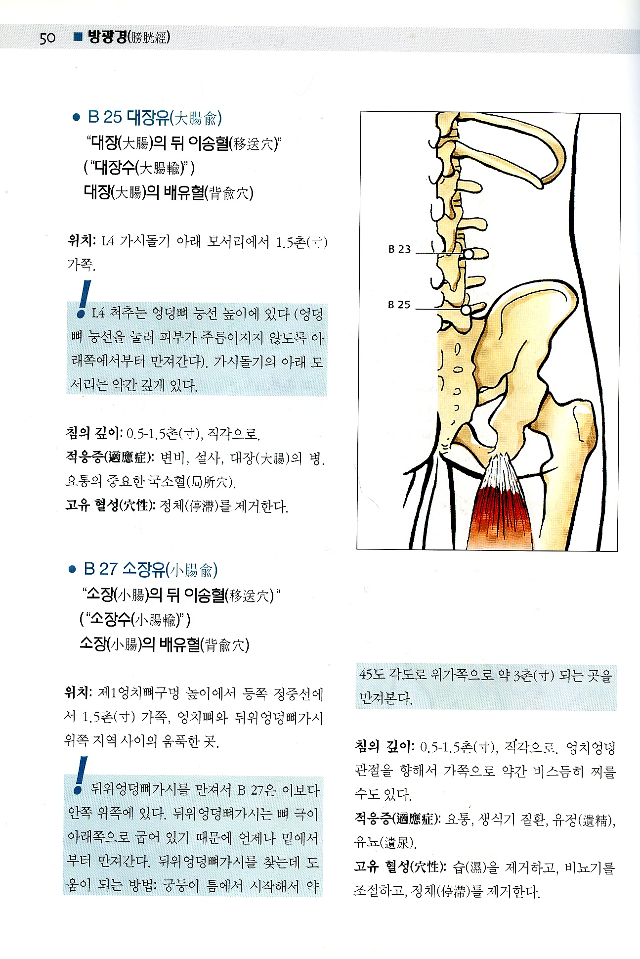 Color Atlas of Acupuncture 체침 이침 통증유발점