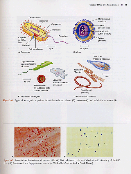 Human Diseases: A Systemic Approach, 6/e