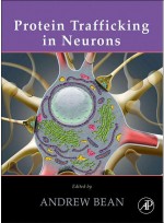 Protein Trafficking in Neurons