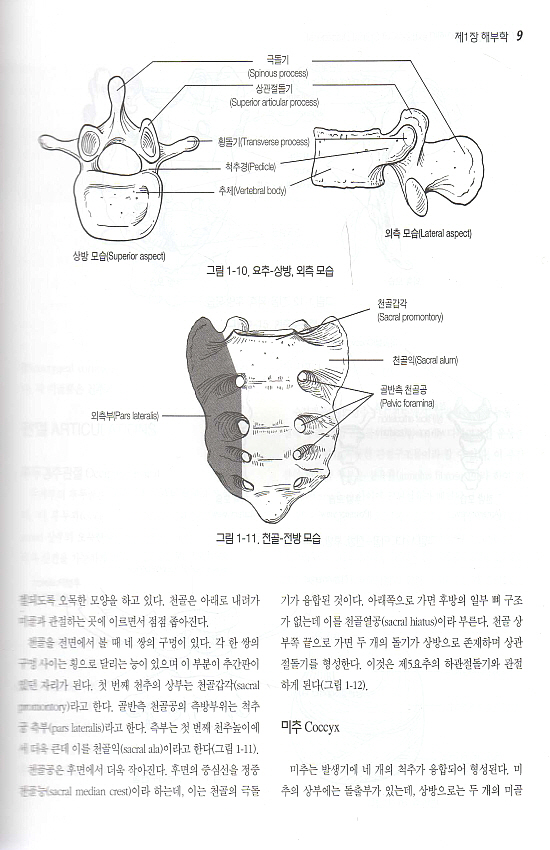 척추질환의 이해