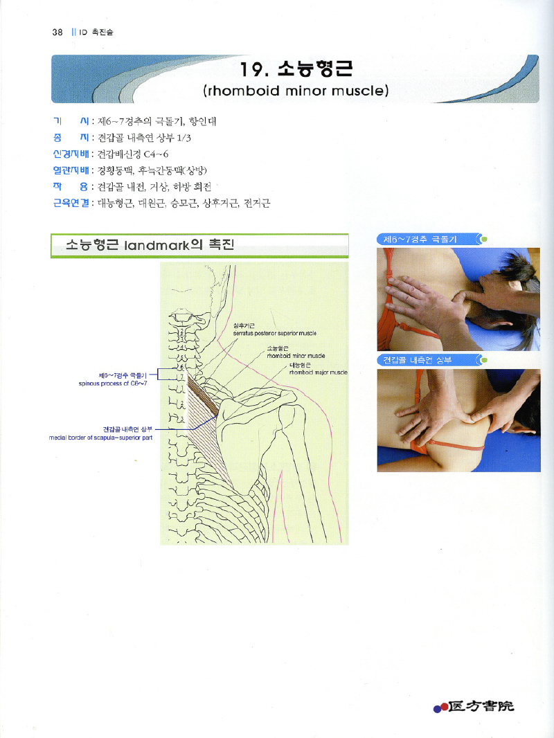 ID촉진술(Individual Muscle Palpation)