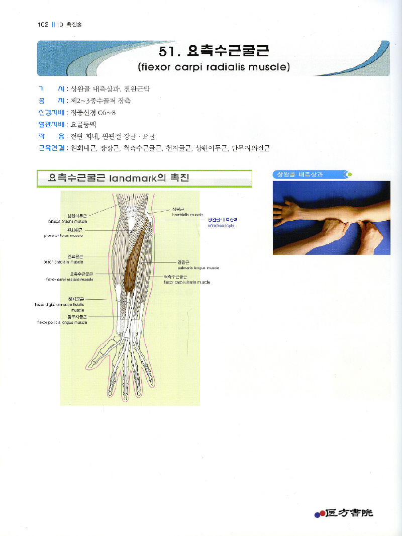 ID촉진술(Individual Muscle Palpation)