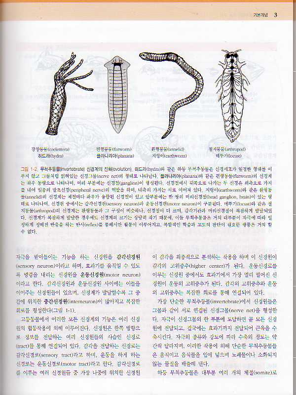 의학신경해부학(2판)