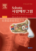 Sobotta사람해부그림 (2vols)-Atlas of human anatomy head, neck, upper limb 14h