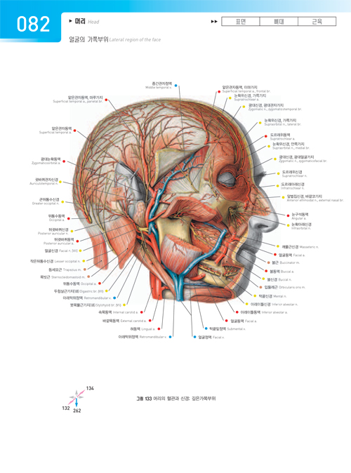 Sobotta사람해부그림 (2vols)-Atlas of human anatomy head, neck, upper limb 14h