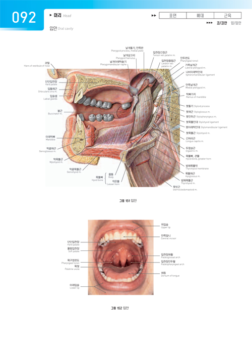 Sobotta사람해부그림 (2vols)-Atlas of human anatomy head, neck, upper limb 14h