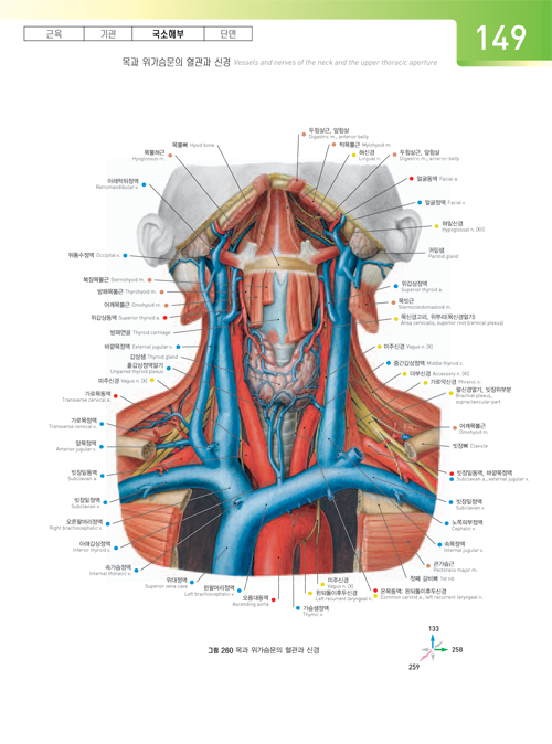 Sobotta사람해부그림 (2vols)-Atlas of human anatomy head, neck, upper limb 14h