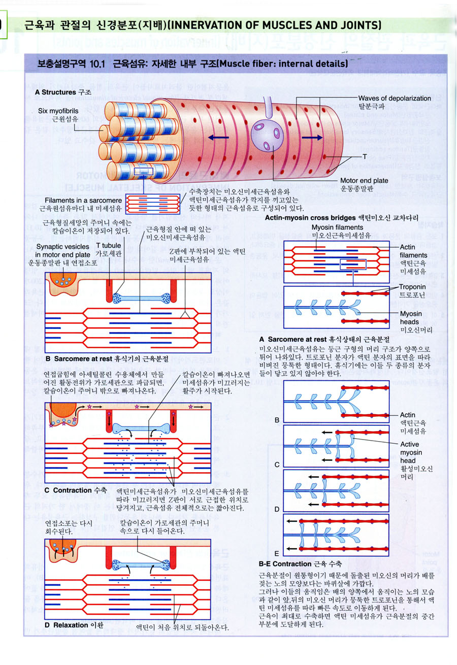 통합강의를 위한 임상신경해부학(5판)-Clinical Neuroanatomy and Neuroscience