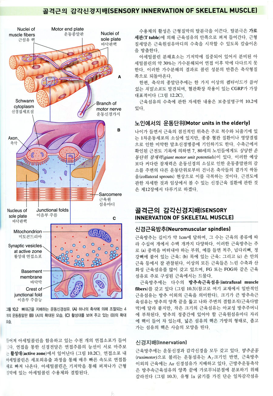 통합강의를 위한 임상신경해부학(5판)-Clinical Neuroanatomy and Neuroscience