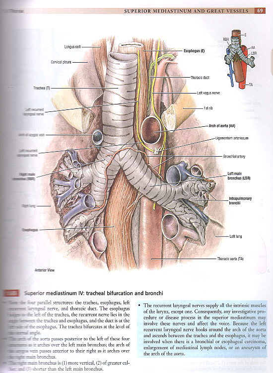 Grant\'s Atlas of Anatomy,12/e