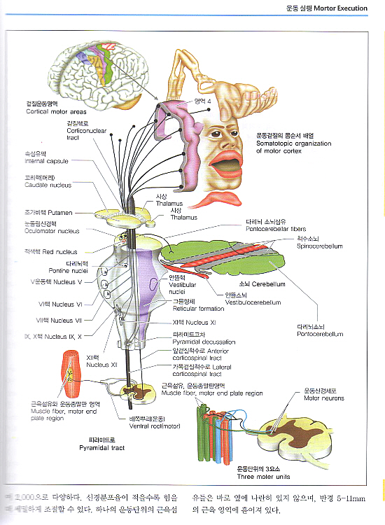 그림으로 보는 신경학 Color Atlas of Neurology