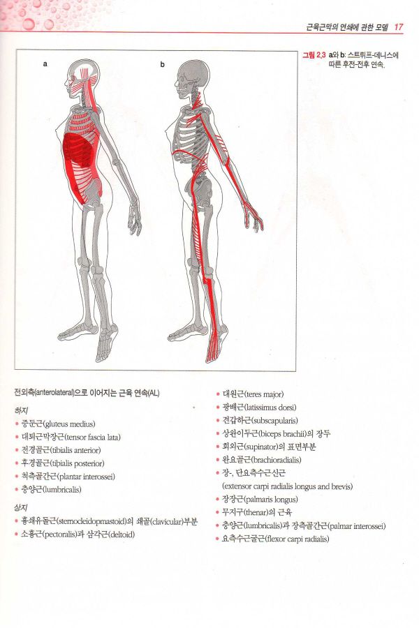 통증유발점과 근육의 연쇄기능