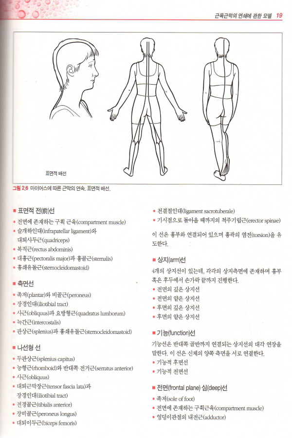 통증유발점과 근육의 연쇄기능