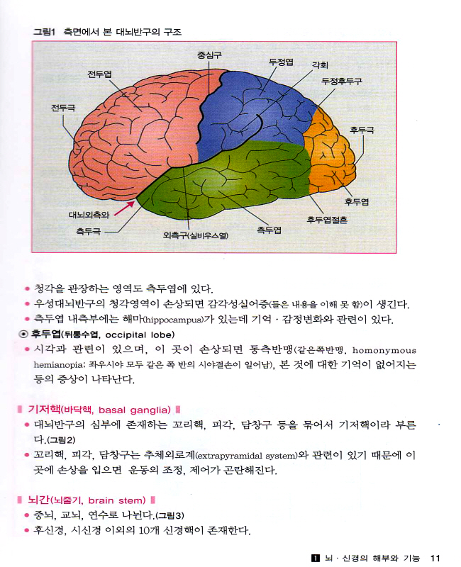 뇌신경계 간호 (간호사를 위한)