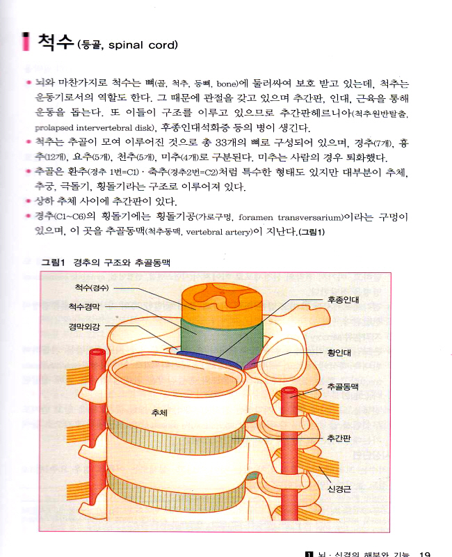 뇌신경계 간호 (간호사를 위한)