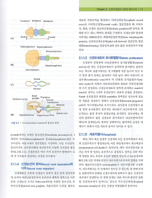 임상간질학 Clinical Epilepsy