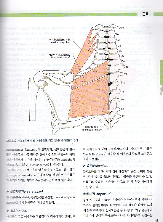 기능해부학-구조와운동 (제5판) Anatomy and Human Movement