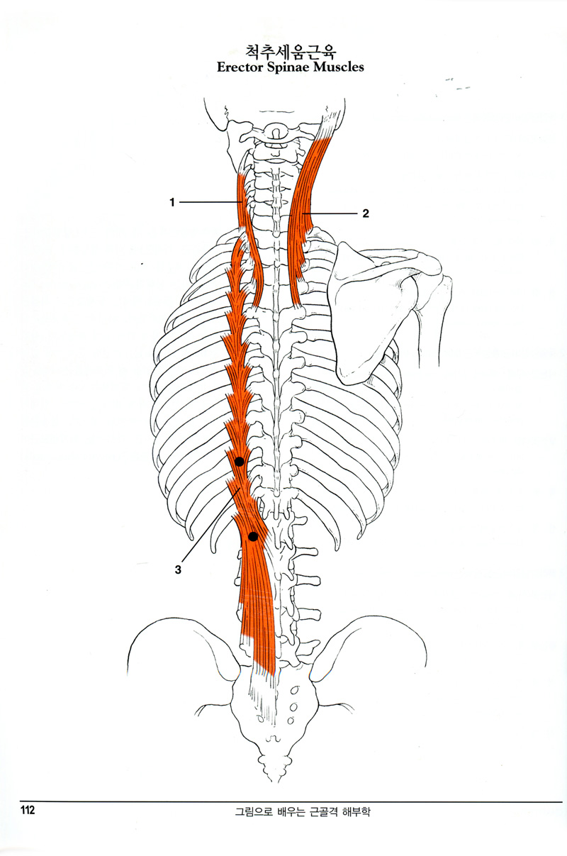 그림으로배우는근골격해부학 (An Illustrated Atlas of the Skeletal Muscles)