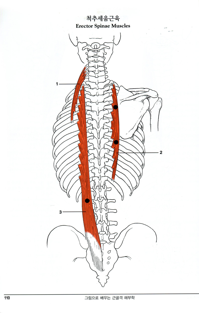 그림으로배우는근골격해부학 (An Illustrated Atlas of the Skeletal Muscles)