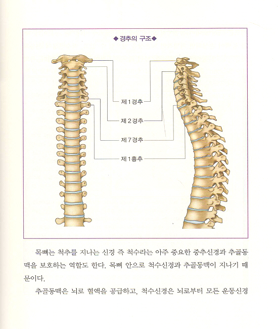 목숨만큼 소중한 목디스크