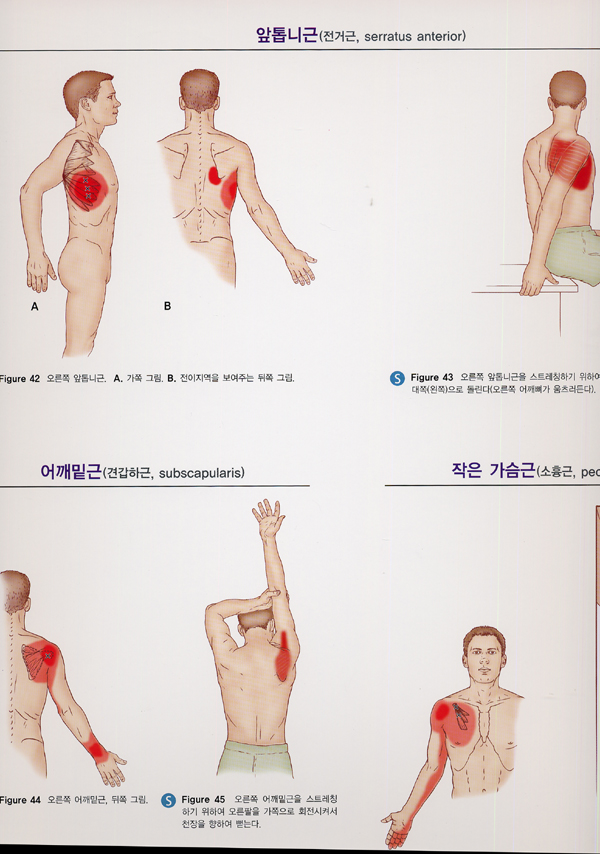 근근막통증증후군의 통증유발점과 스트레칭을 위한차트