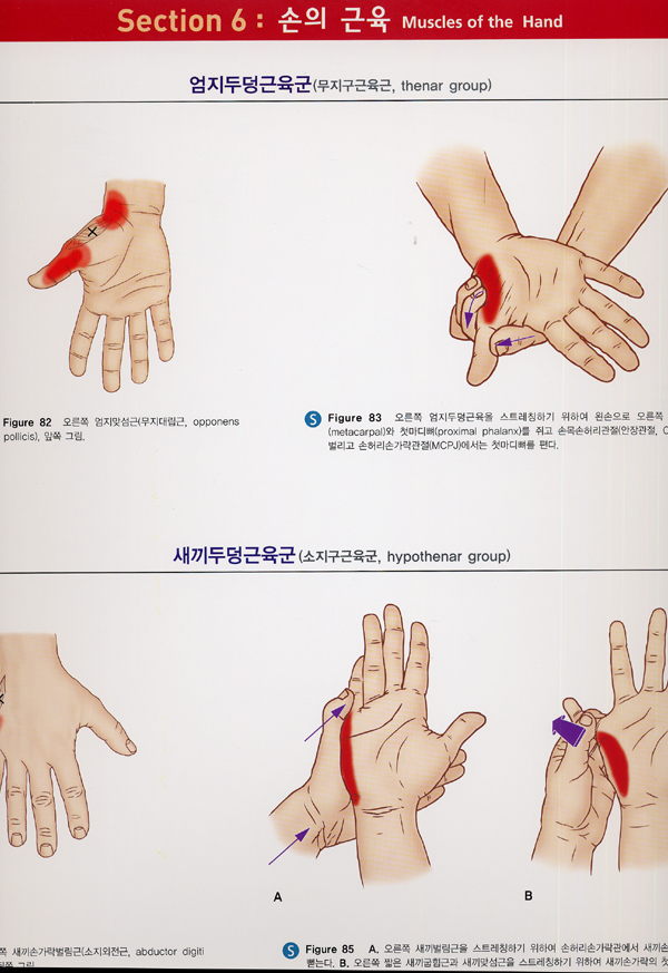 근근막통증증후군의 통증유발점과 스트레칭을 위한차트