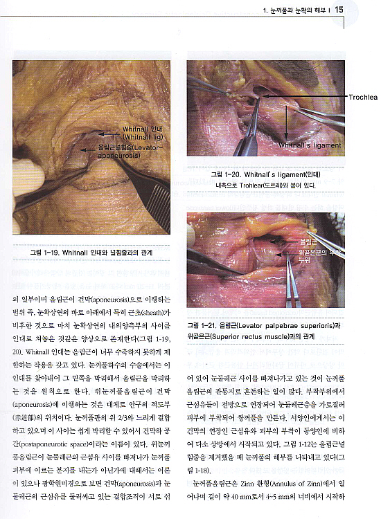 안성형외과학 3판