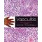 Vasculitis,2/e