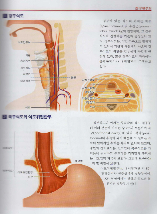 신소화관초음파아틀라스