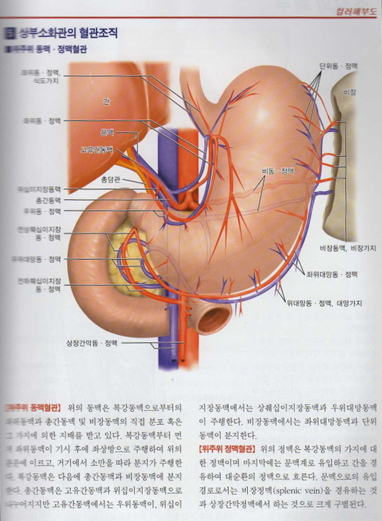 신소화관초음파아틀라스