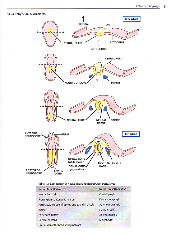 Anatomic Basis of Neurologic Diagnosis