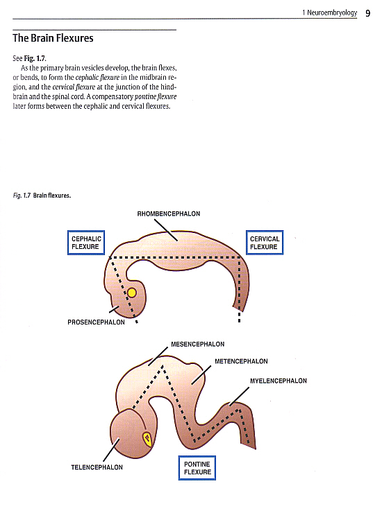 Anatomic Basis of Neurologic Diagnosis