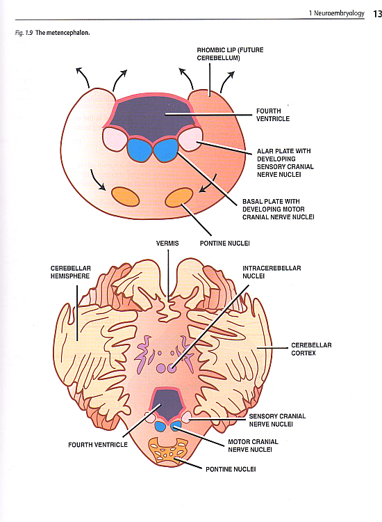 Anatomic Basis of Neurologic Diagnosis