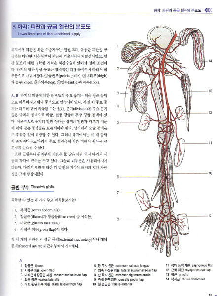 근골격계 피판 수술의 아틀라스 An Atlas of Flaps of the Musculoskeletal System