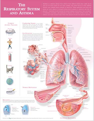 The Respiratory System and Asthma Anatomical Chart (Wall Chart)