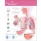 The Respiratory System and Asthma Anatomical Chart (Wall Chart)