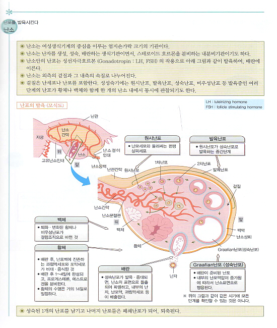 부인과 basic series