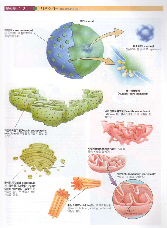 핵심조직학아틀라스(4판):Color Atlas of Histology,4/e