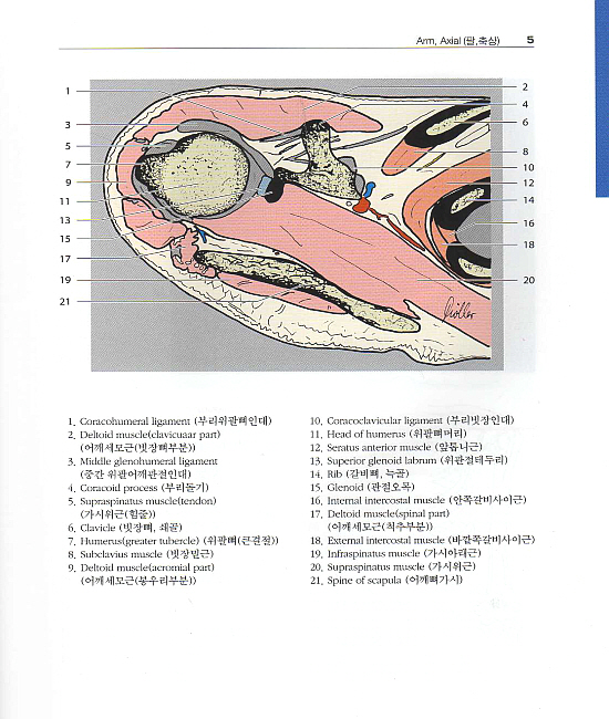알기쉬운 원색 영상해부학 (CT & MRI) 3(Pocket Atlas of Sectional Anatomy) Vol. 3: Spine (척추), Extremities (다리), Joints (관절)