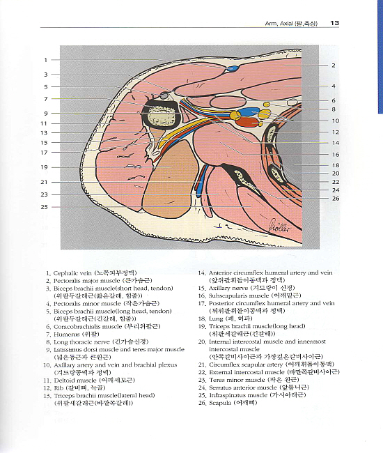 알기쉬운 원색 영상해부학 (CT & MRI) 3(Pocket Atlas of Sectional Anatomy) Vol. 3: Spine (척추), Extremities (다리), Joints (관절)