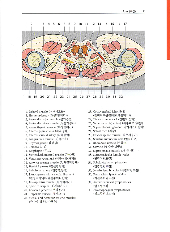 알기쉬운 원색 영상해부학 (CT & MRI)2 (Pocket Atlas of Sectional Anatomy) Vol. 2: Thorax (가슴), Heart (심장), Abdomen (배), Pelvis (골반)