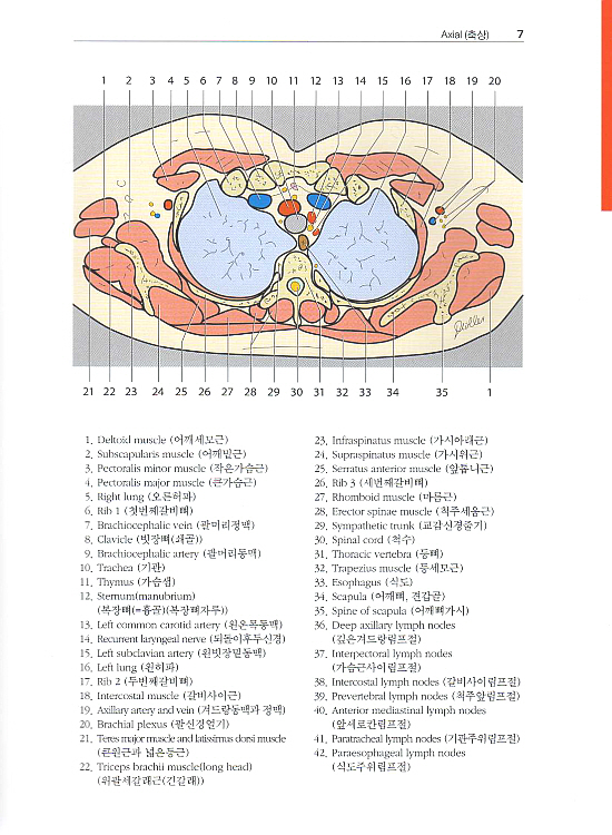 알기쉬운 원색 영상해부학 (CT & MRI)2 (Pocket Atlas of Sectional Anatomy) Vol. 2: Thorax (가슴), Heart (심장), Abdomen (배), Pelvis (골반)
