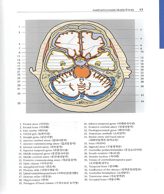 알기쉬운 원색 영상해부학 (CT & MRI) 1(Pocket Atlas of Sectional Anatomy) Vol. 1: Head and Neck (머리, 목)