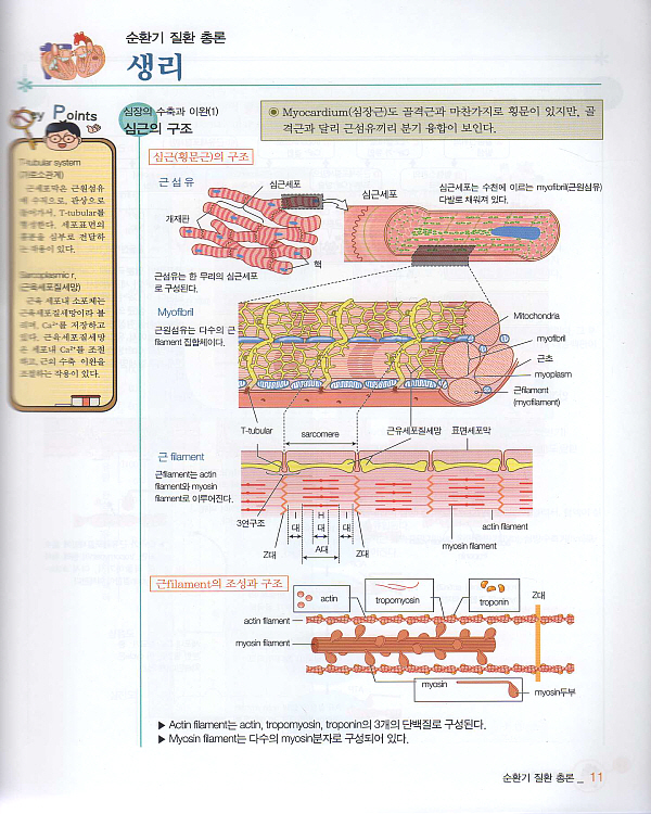 순환기 basic series